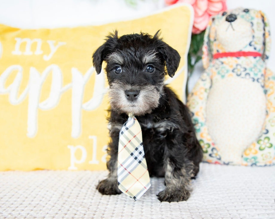 Shadow- Miniature Schnauzer Male