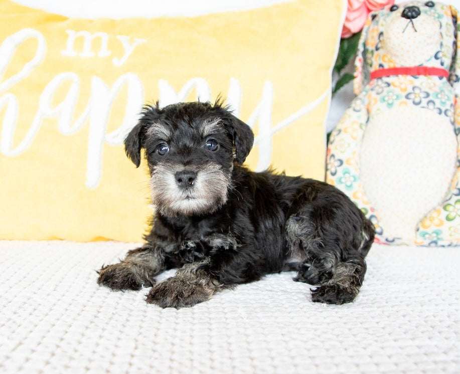 Shadow- Miniature Schnauzer Male