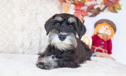 Maybelle- Miniature Schnauzer Female