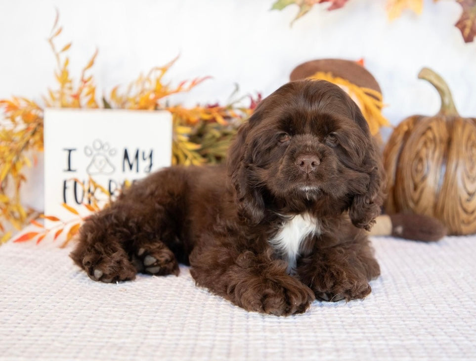 Cocker Spaniel Female (Bianca)