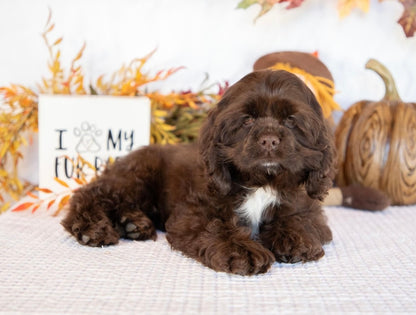 Cocker Spaniel Female (Bianca)
