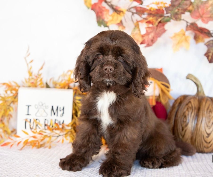 Cocker Spaniel Female (Bianca)