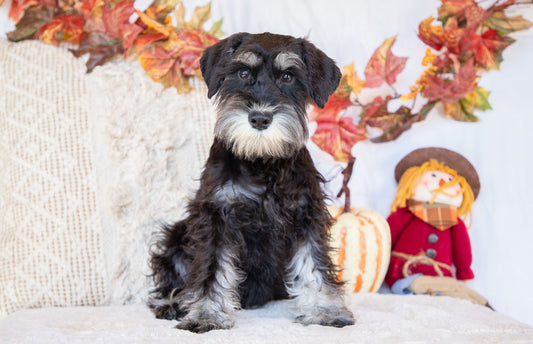 Maybelle- Miniature Schnauzer Female