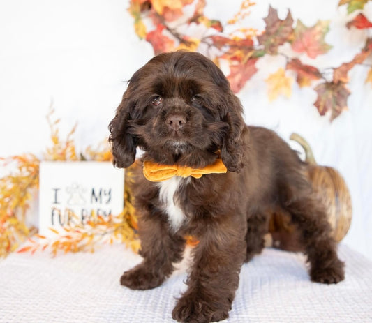 Cocker Spaniel Female (Bianca)