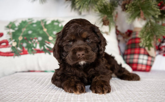 Male Cocker Spaniel (Simba)