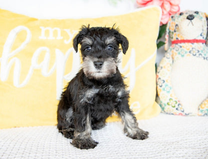 Shadow- Miniature Schnauzer Male