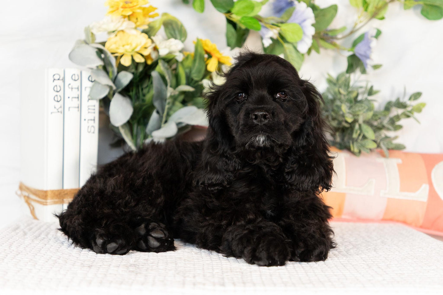 Cocker Spaniel Male (Vaylor)