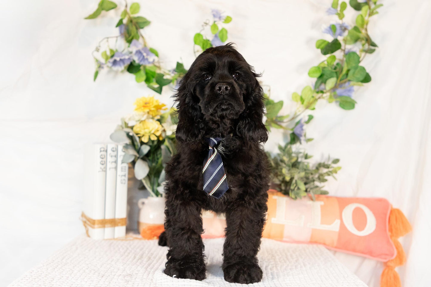 Cocker Spaniel Male (Walker)
