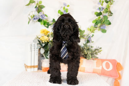 Cocker Spaniel Male (Walker)