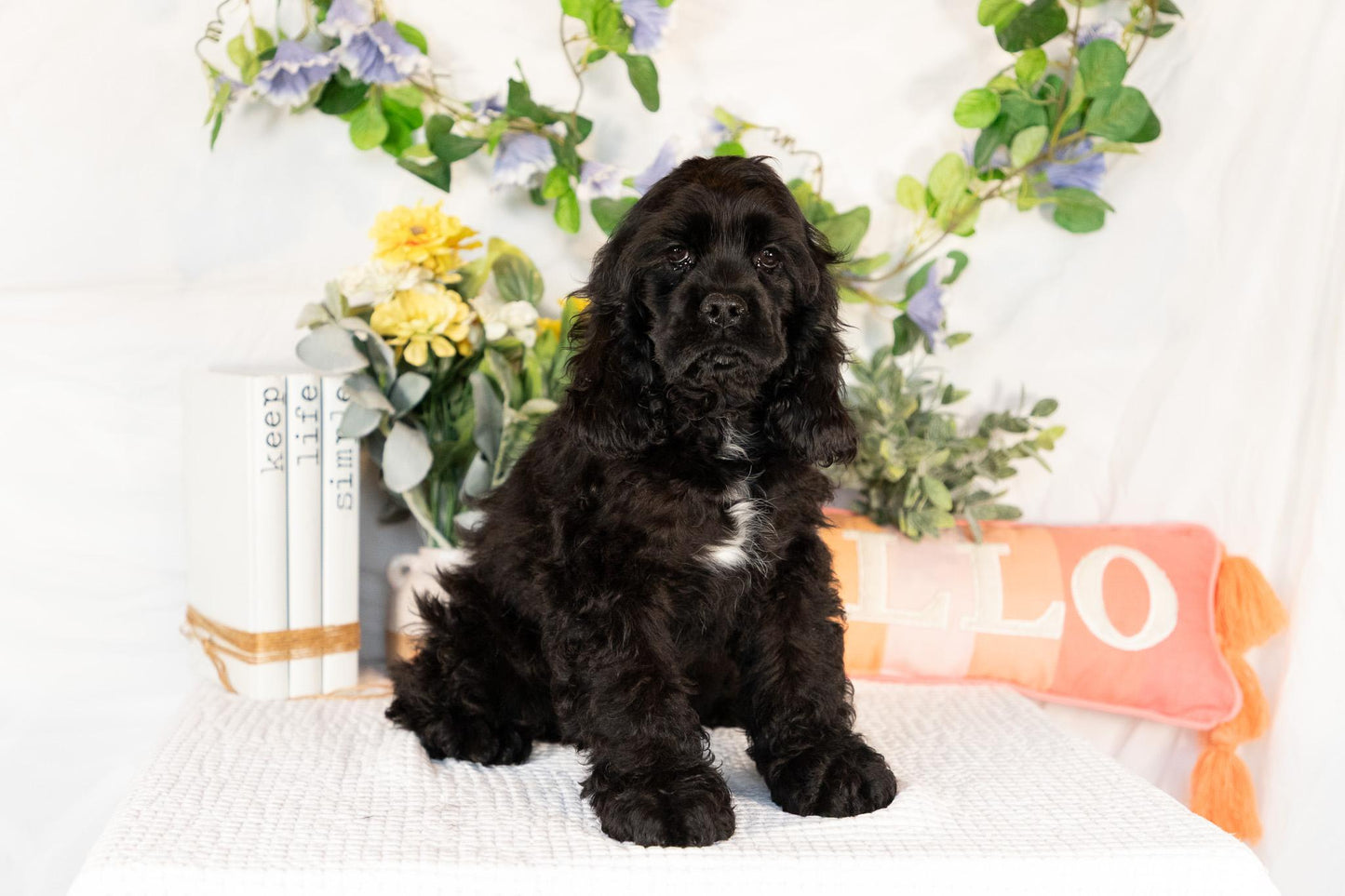Cocker Spaniel Male (Walker)