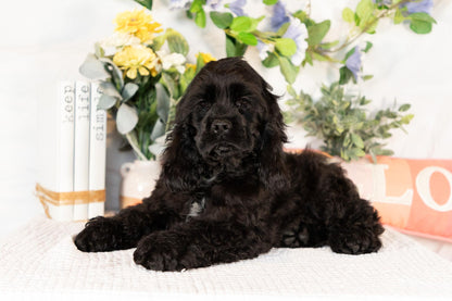 Cocker Spaniel Male (Walker)