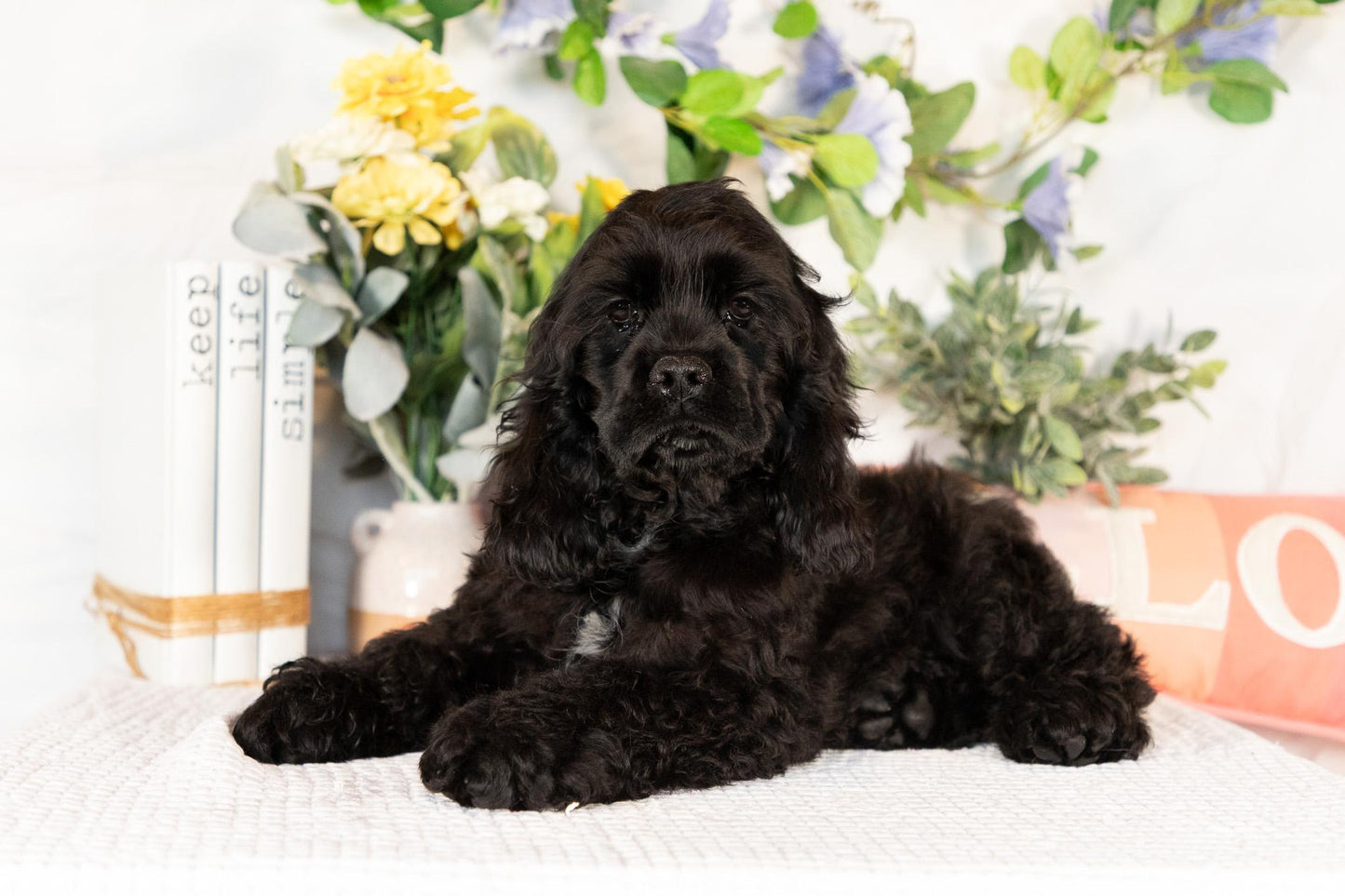 Cocker Spaniel Male (Walker)