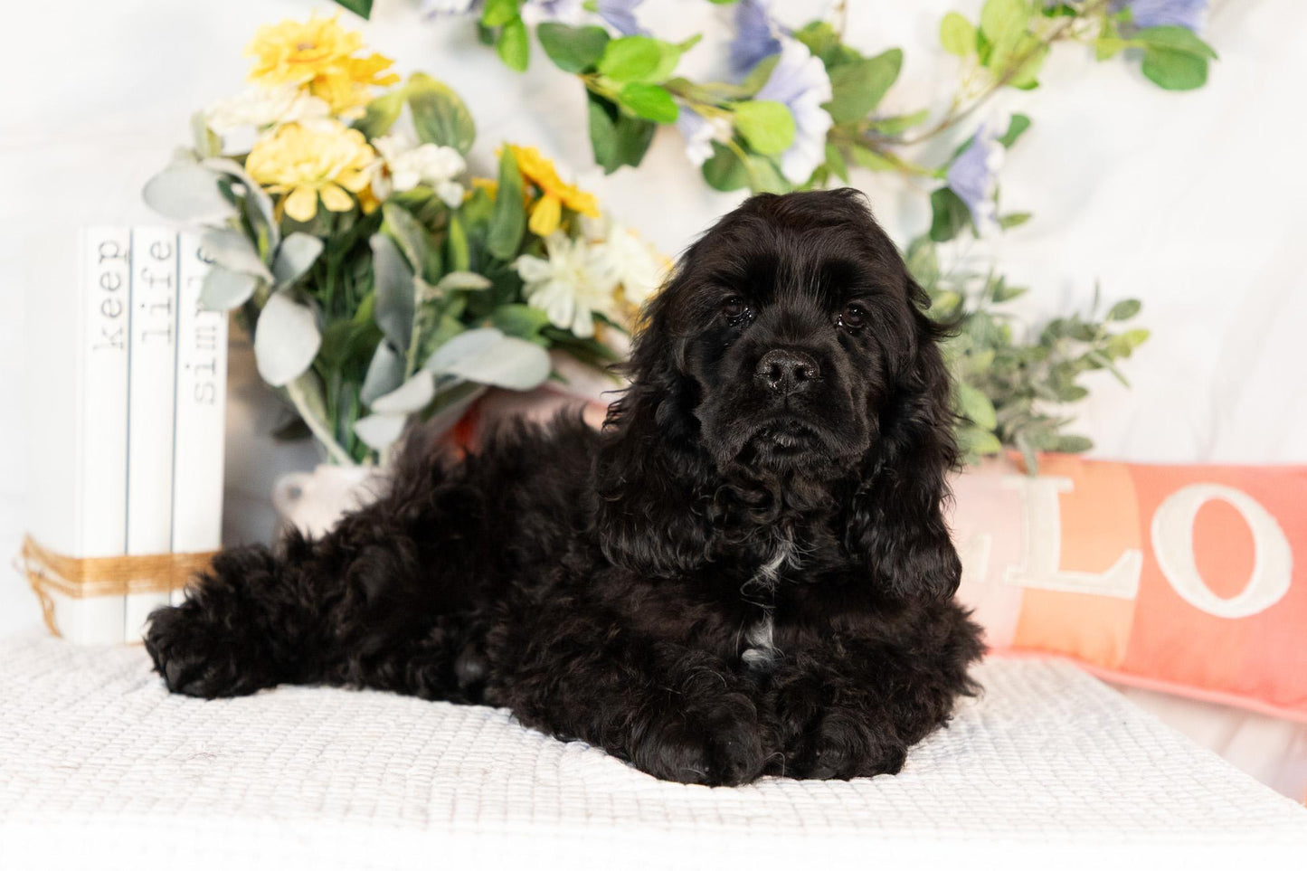Cocker Spaniel Male (Walker)