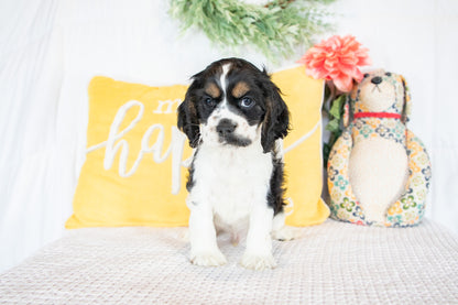 Finnick-Cocker Spaniel Male