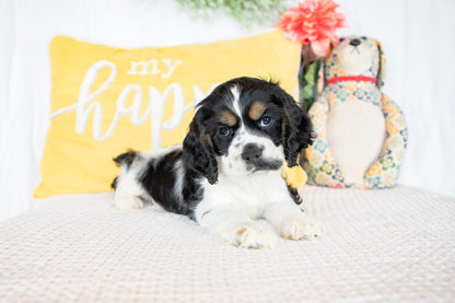 Finnick-Cocker Spaniel Male