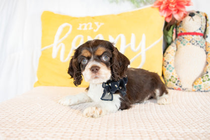 Florence-Cocker Spaniel Female