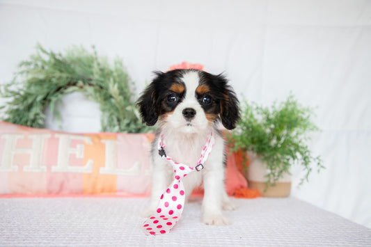 Cavalier King Charles Spaniel Male (Archie)