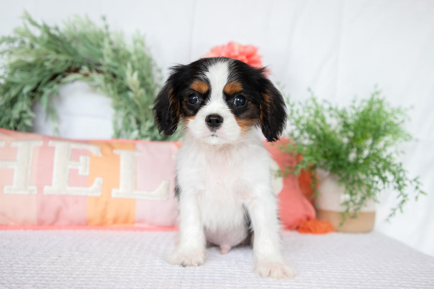 Cavalier King Charles Spaniel Male (Archie)