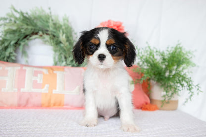 Cavalier King Charles Spaniel Male (Archie)