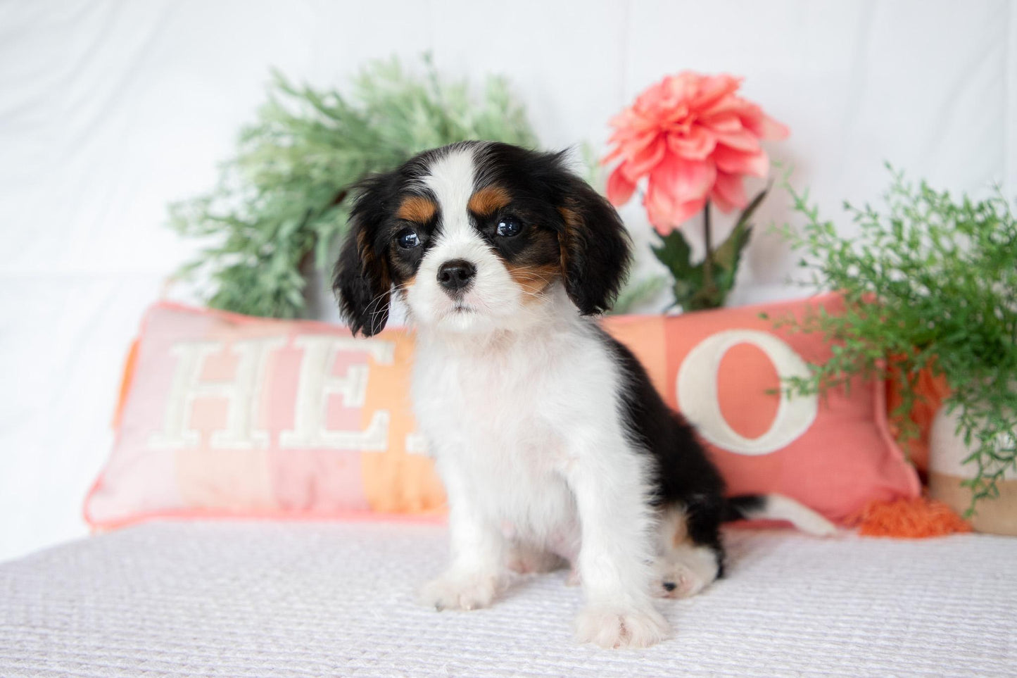 Cavalier King Charles Spaniel Male (Archie)