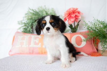 Cavalier King Charles Spaniel Male (Archie)