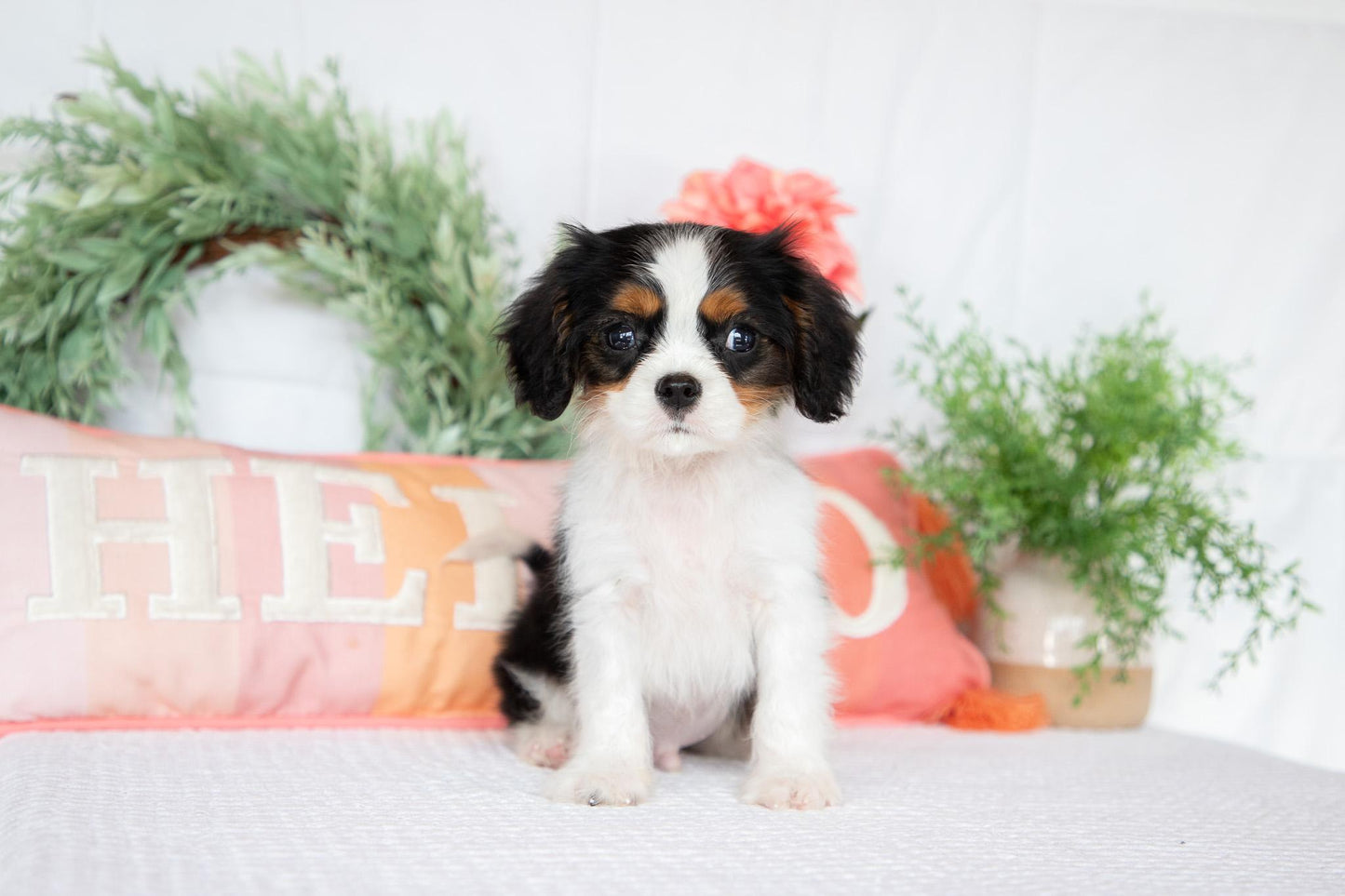 Cavalier King Charles Spaniel Male (Archie)