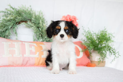 Cavalier King Charles Spaniel Male (Archie)