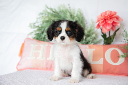 Cavalier King Charles Spaniel Male (Archie)