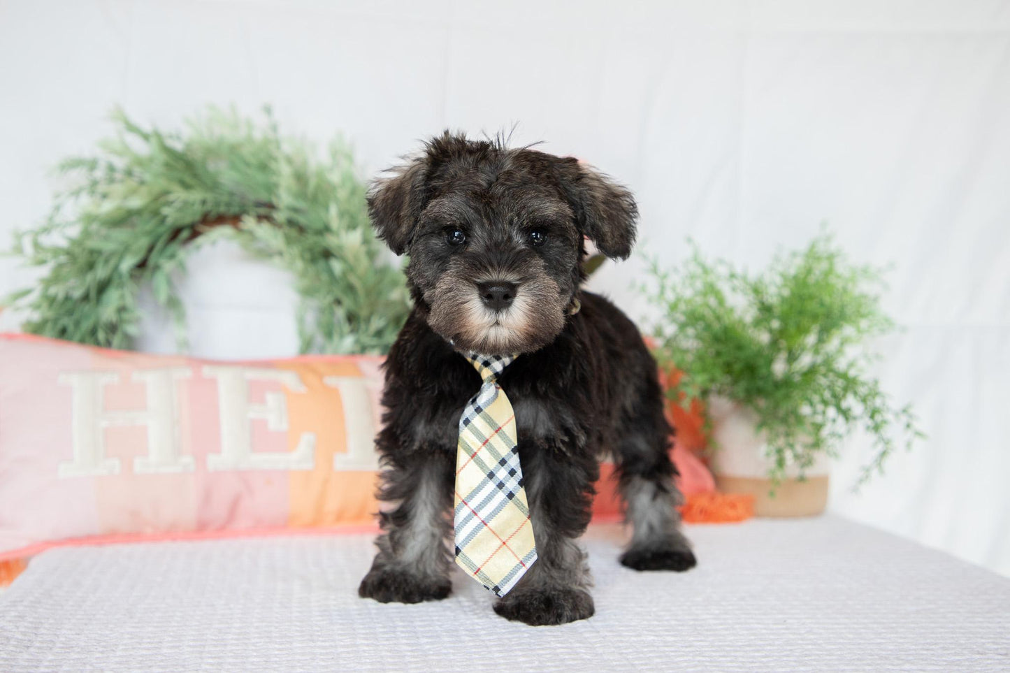 Miniature Schnauzer Male (Wesley)