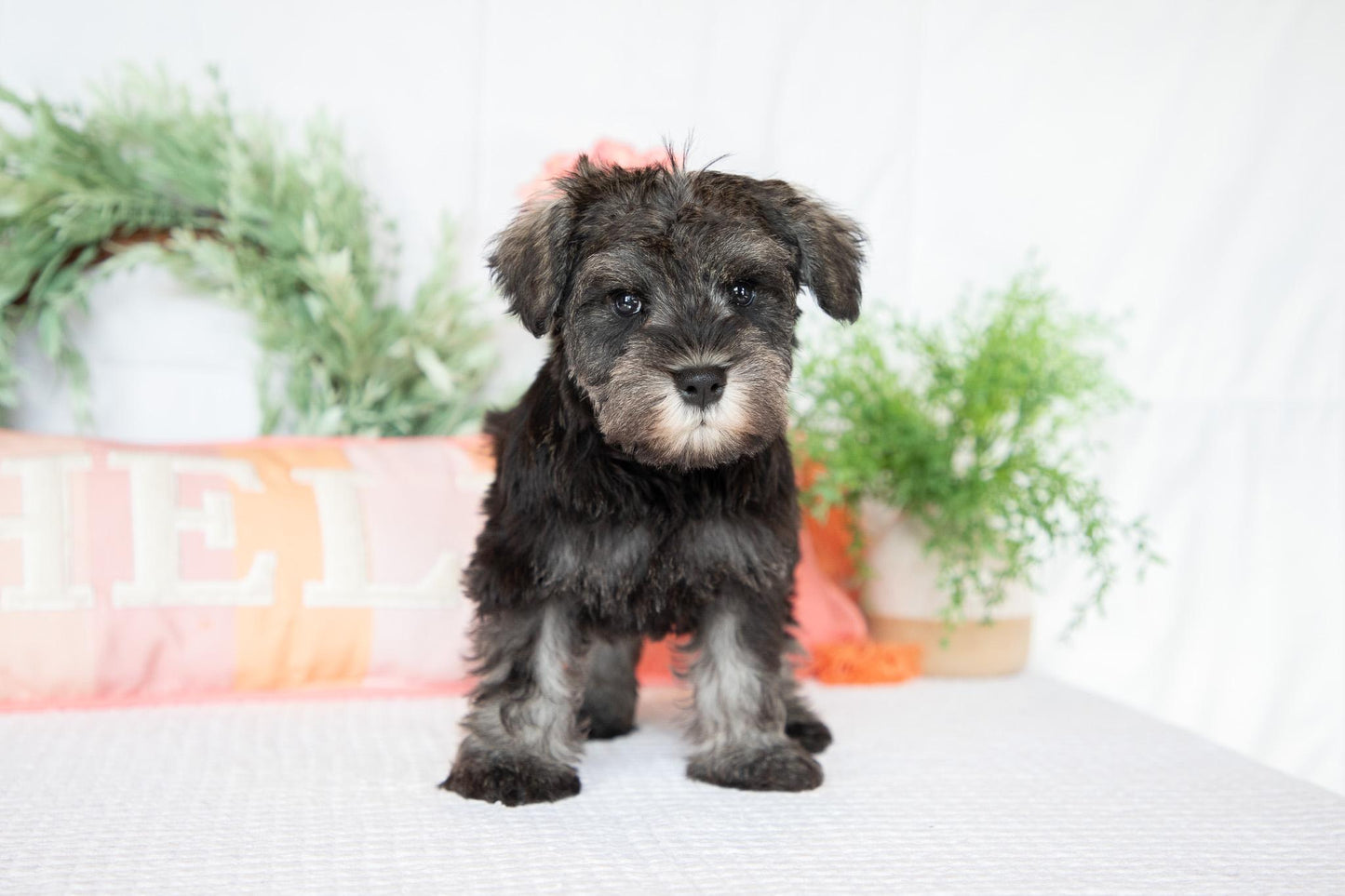 Miniature Schnauzer Male (Wesley)