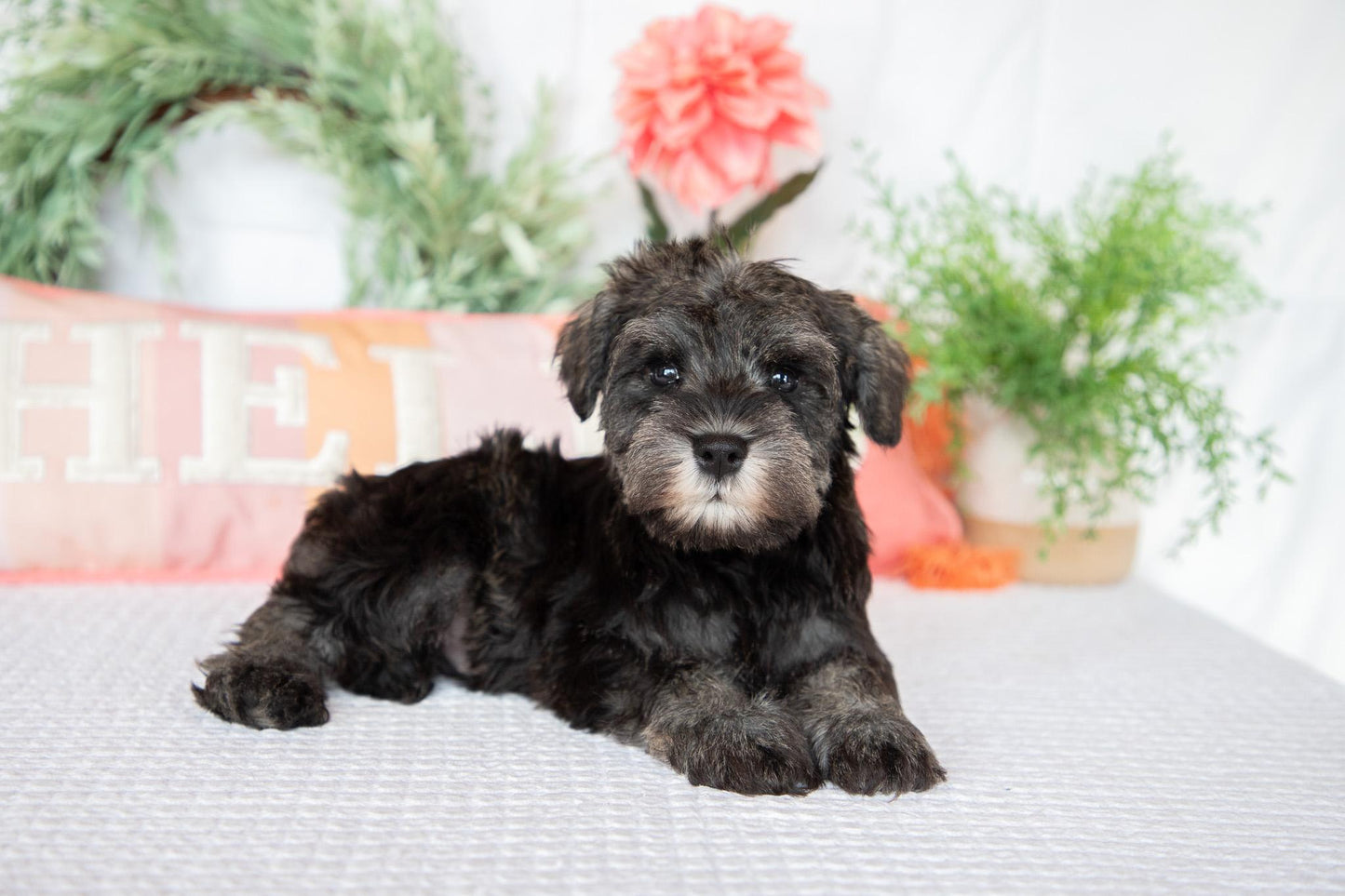 Miniature Schnauzer Male (Wesley)