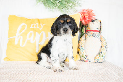 Flynn- Cocker Spaniel Male
