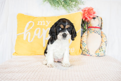 Fannie-Cocker Spaniel Female