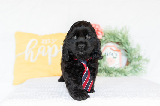 Cocker Spaniel Male (Max)