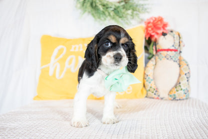 Fannie-Cocker Spaniel Female
