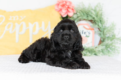Cocker Spaniel Male (Milo)