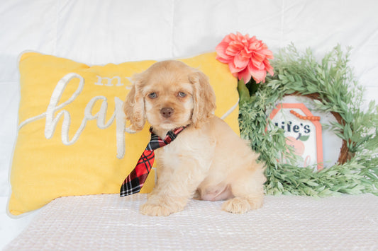 Cocker Spaniel Male (Gabriel)