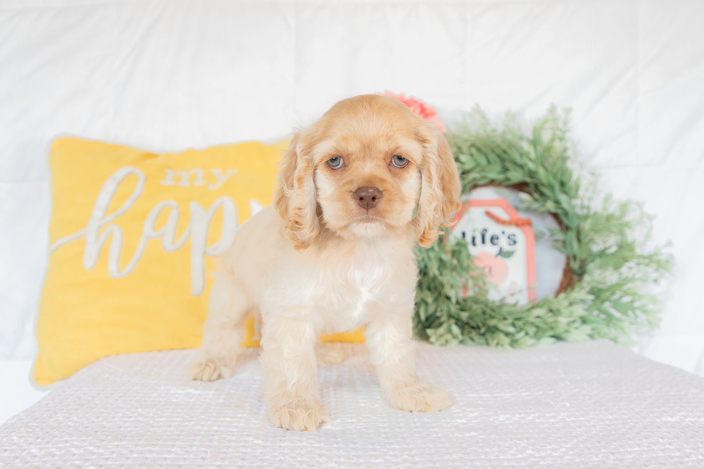 Cocker Spaniel Male (Gabriel)