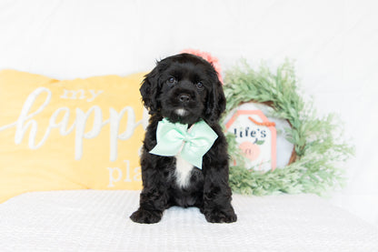 Cocker Spaniel Female (Ginger)