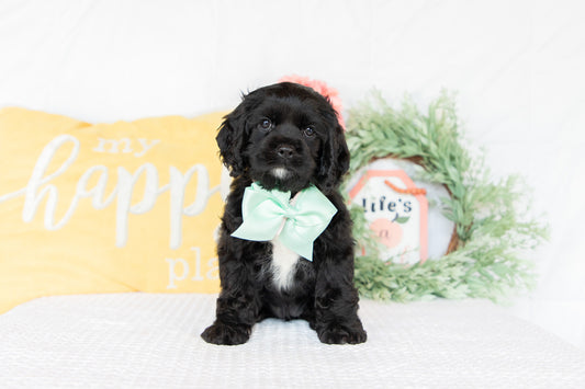 Cocker Spaniel Female (Ginger)