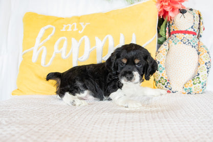 Franklin-Cocker Spaniel Male
