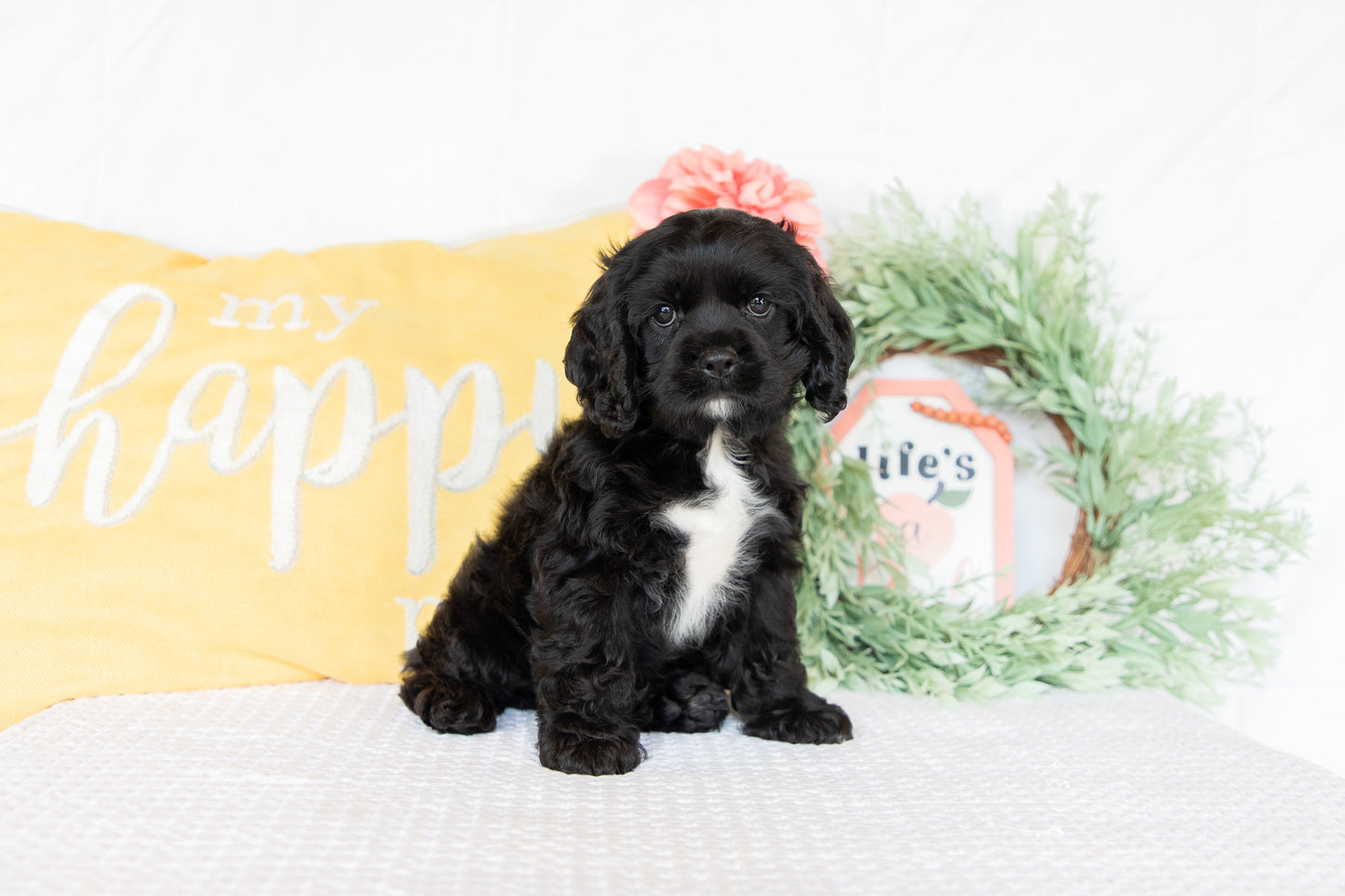 Cocker Spaniel Female (Ginger)