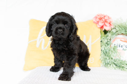 Cocker Spaniel Male (Charlie)