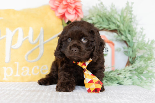 Cocker Spaniel Male (Milo)