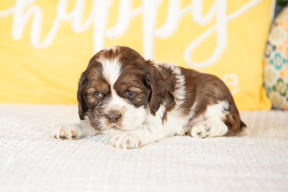 Marie-Cocker Spaniel Female