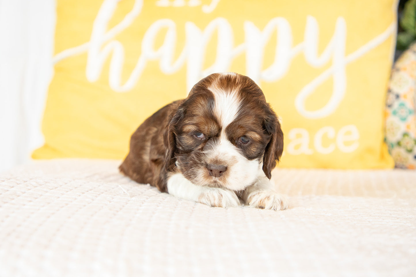 Marie-Cocker Spaniel Female