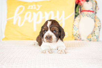 Murphy-Cocker Spaniel Male