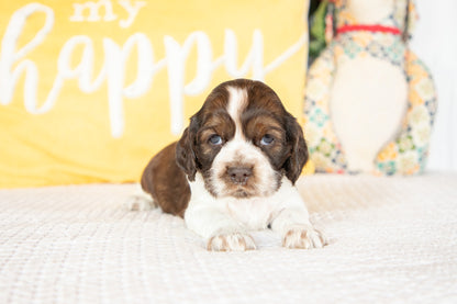 Murphy-Cocker Spaniel Male