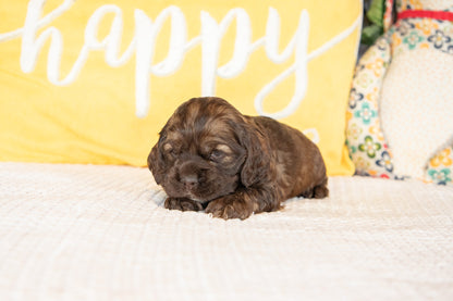Milo-Cocker Spaniel Male