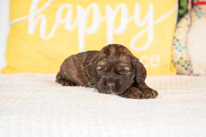 Milo-Cocker Spaniel Male